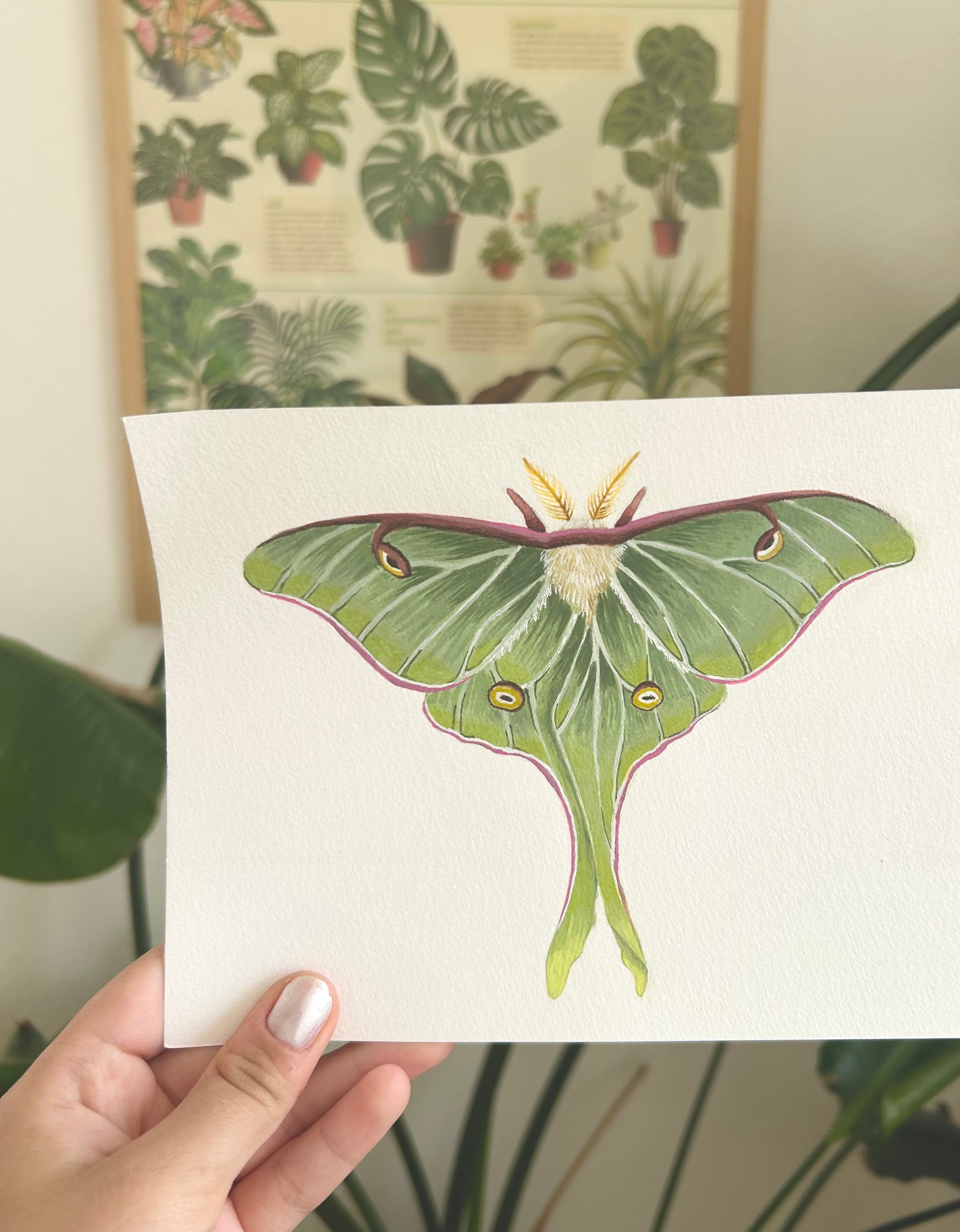 Nymphe Illustration