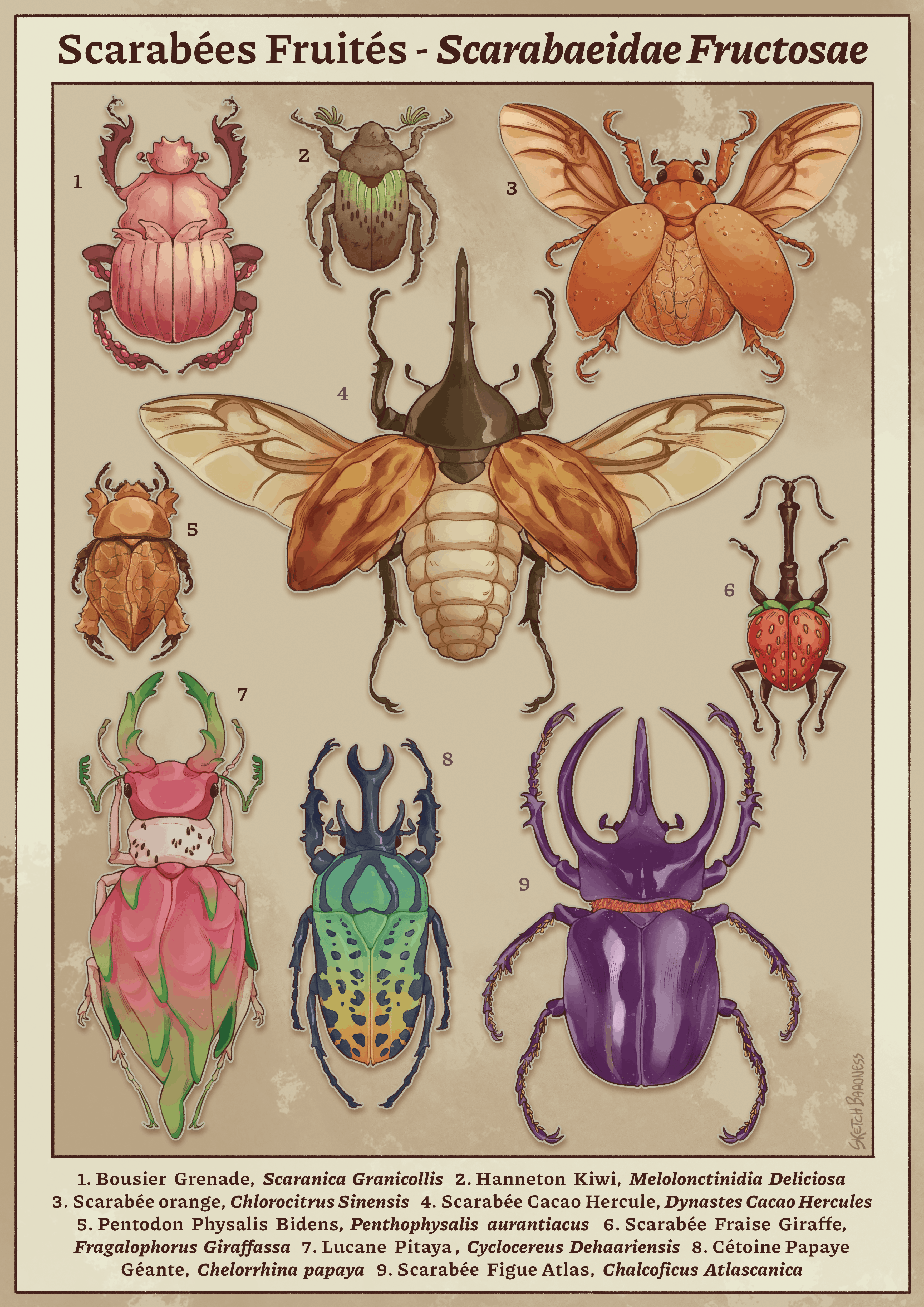 SketchBaroness